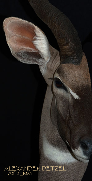Deteils-Kudu