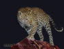 leopard-schleicht-an